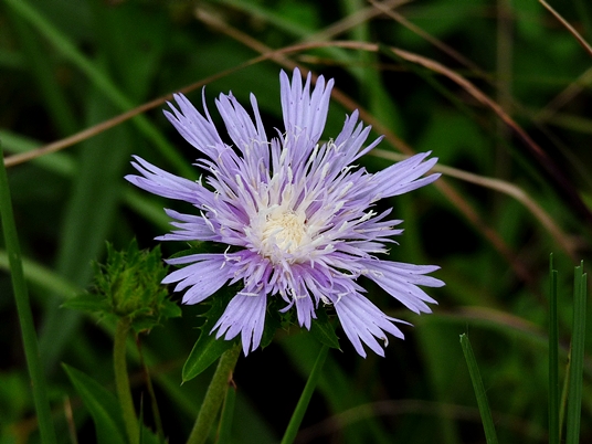 {Stokesia laevis}